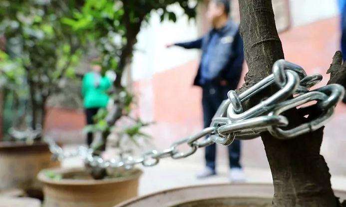 老人养盆景为防盗给盆景上锁