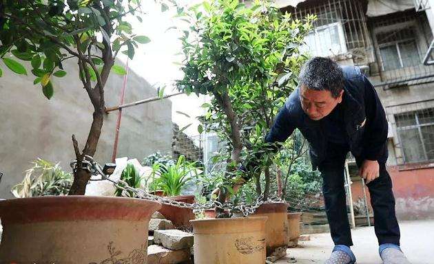 《百姓故事》专栏- 盆景老人段天学的绿色小产业