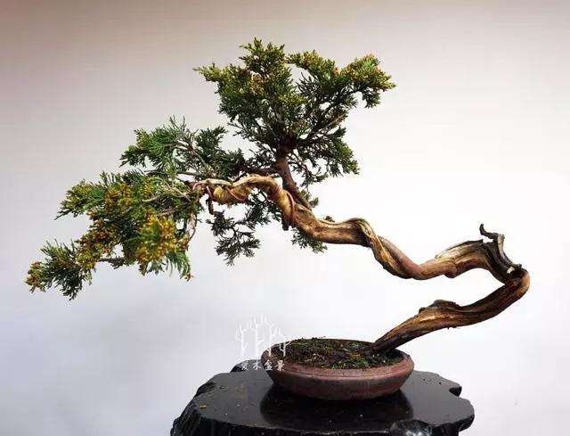 苏州六旬老人觅奇石30年 打造微园林盆景