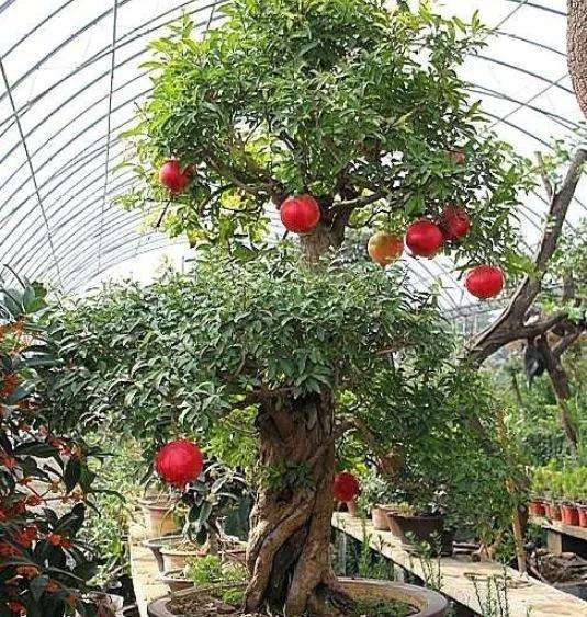 怎么快速制作一盆石榴老桩盆景