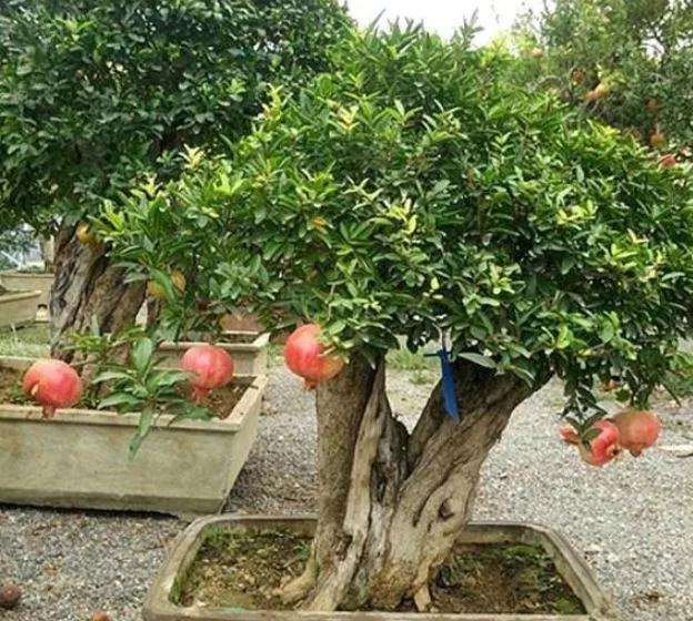 怎么快速制作一盆石榴老桩盆景