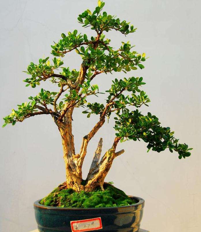 凭什么黄杨盆景的市场 价格10年连续上涨