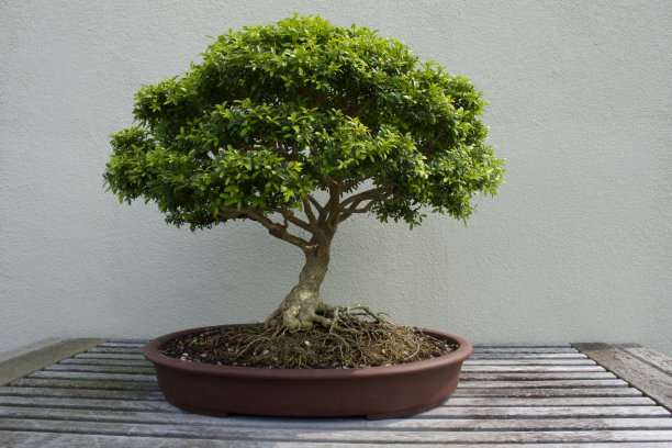 凭什么黄杨盆景的市场 价格10年连续上涨