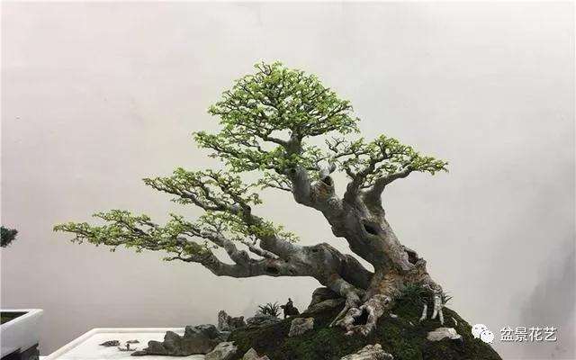 盆景靠枝干怎么造型的方法