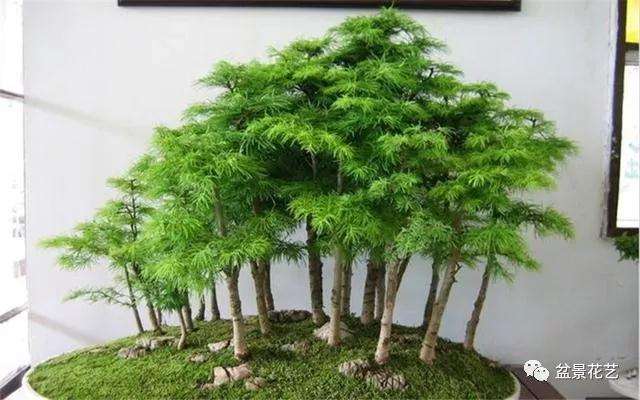 盆景靠枝干怎么造型的方法