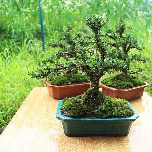 黄杨盆景制作必须要掌握的五道方法