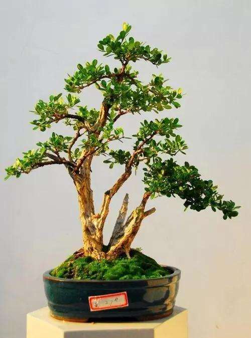 黄杨盆景制作必须要掌握的五道方法