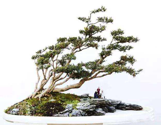 黄杨盆景制作必须要掌握的五道方法