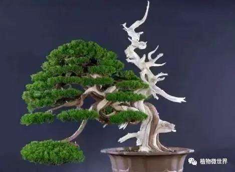 真柏盆景怎么养护的过程和造型要点