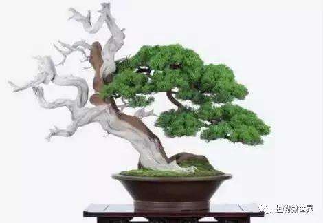 真柏盆景怎么养护的过程和造型要点