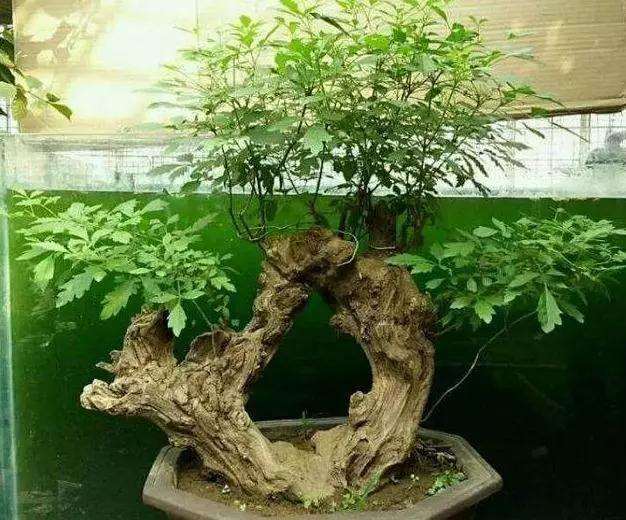 黄荆老桩盆景怎么修剪造型的方法