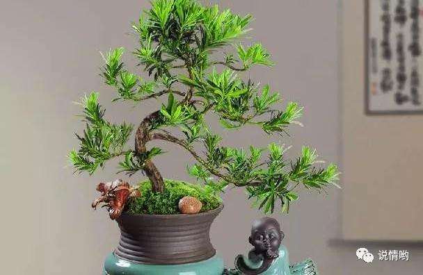 盆景罗汉松长出新叶后的修剪方法