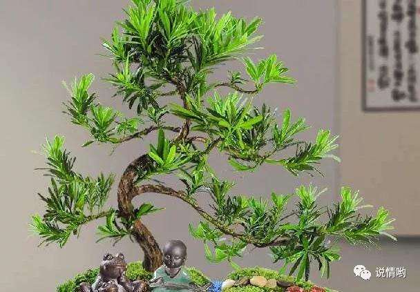 盆景罗汉松长出新叶后的修剪方法