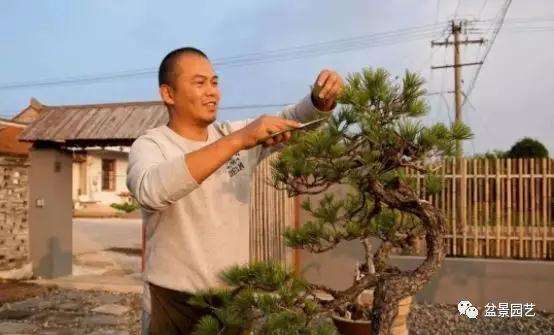 盆景收藏都是陈怡所钟爱的艺术