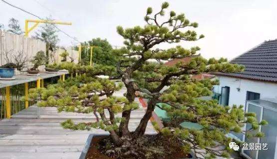 盆景收藏都是陈怡所钟爱的艺术