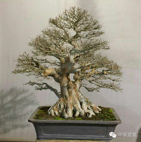 品读吴成发大师的盆景新作《春幽扬雅韵》