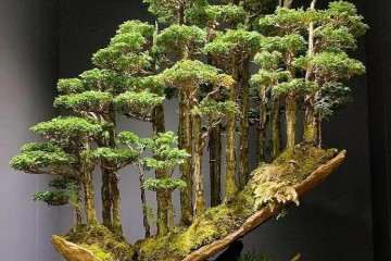 欧洲的盆景大师格雷厄姆.波特视频