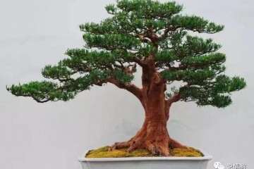 几十年清苦炼就的无锡盆景大师