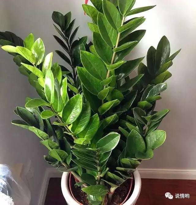 金钱树盆景怎么摘芽的方法