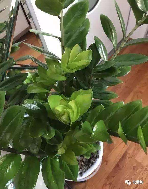 金钱树盆景怎么摘芽的方法