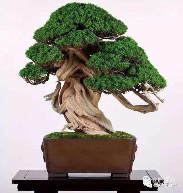 盆景树桩怎么冬藏的方法