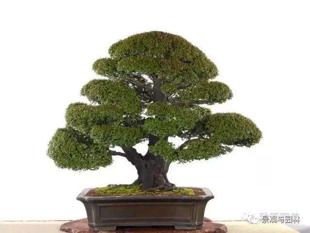 盆景树桩怎么冬藏的方法