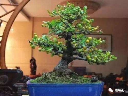 盆景造型容易犯的5个错误