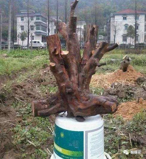 盆景造型容易犯的5个错误