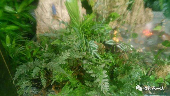 怎么用大理石自制山水盆景