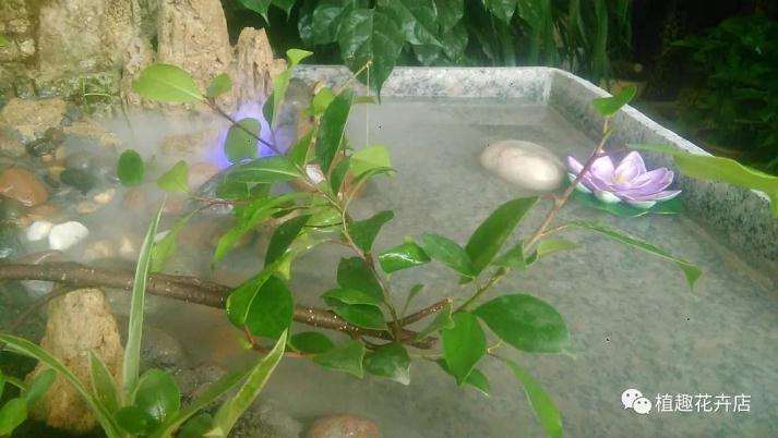 怎么用大理石自制山水盆景