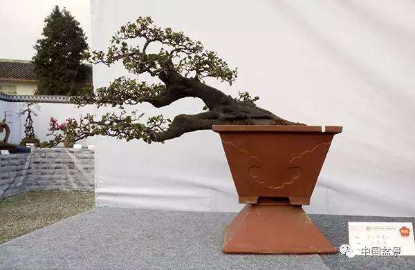 展览现场制作罗汉松盆景的过程 图片