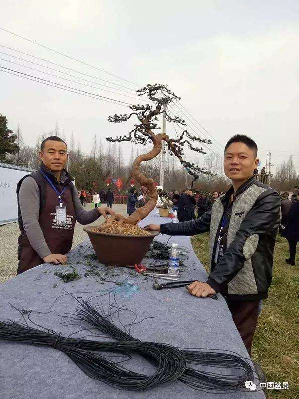 展览现场制作罗汉松盆景的过程 图片