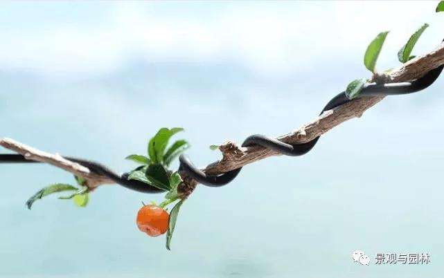 怎么扦插来获得盆景树桩