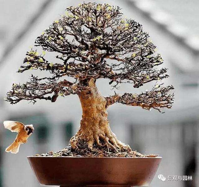 怎么扦插来获得盆景树桩