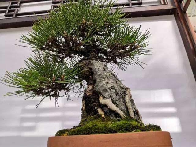 制作盆景怎么修剪攀扎的方法