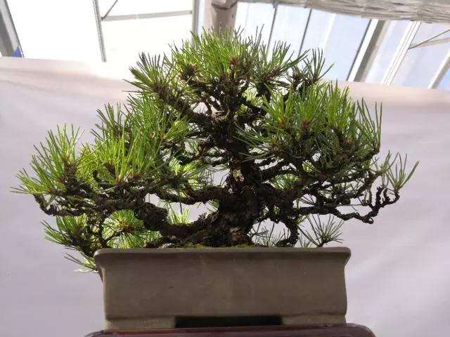 制作盆景怎么修剪攀扎的方法