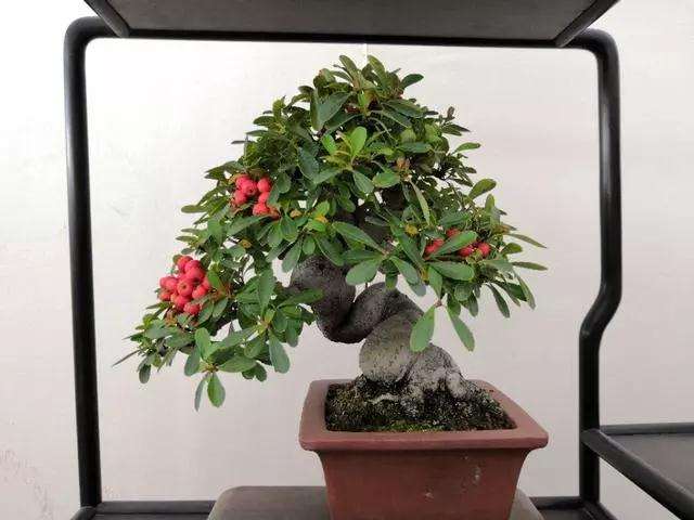 制作盆景怎么修剪攀扎的方法