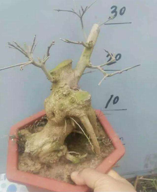 对节白蜡老桩盆景的造型设计图