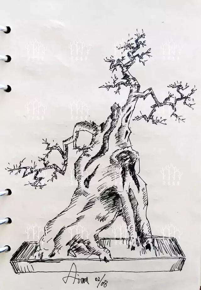 对节白蜡老桩盆景的造型设计图