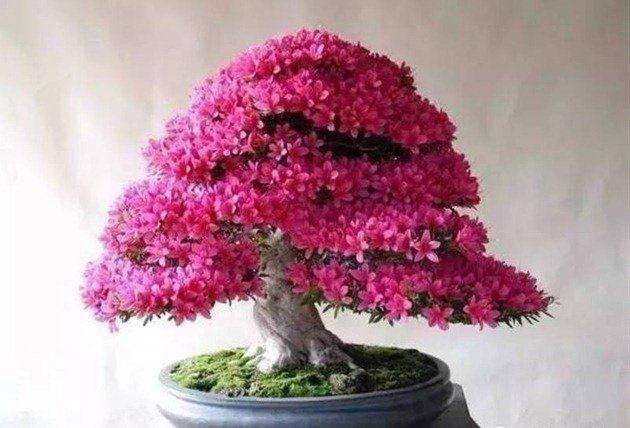 不同品种花卉盆景培养土的配制方法