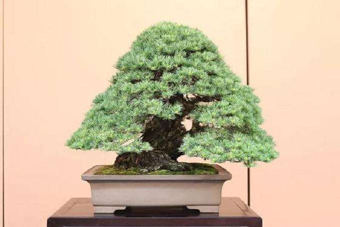 盆景培养土怎么消毒处理的方法