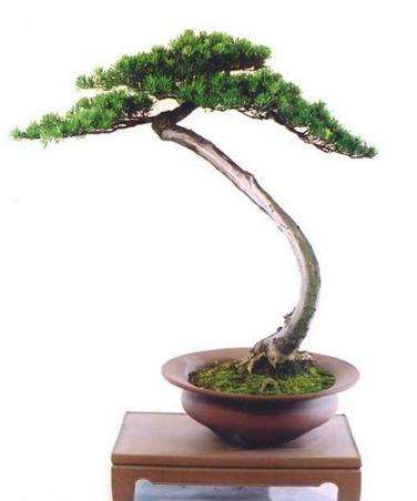 怎么调整盆景土壤的酸碱度