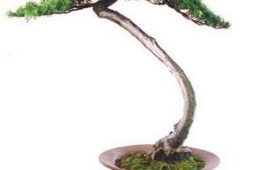 怎么调整盆景土壤的酸碱度 图片