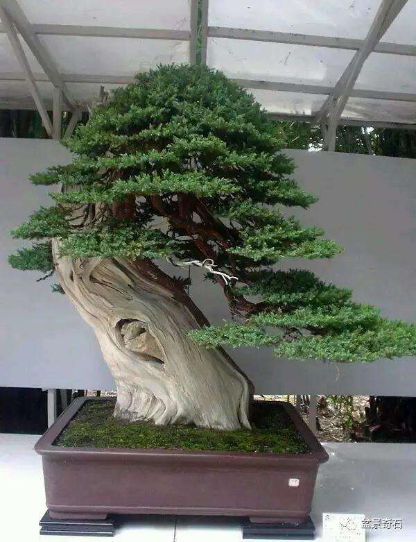 最全不同盆景用土配置方法