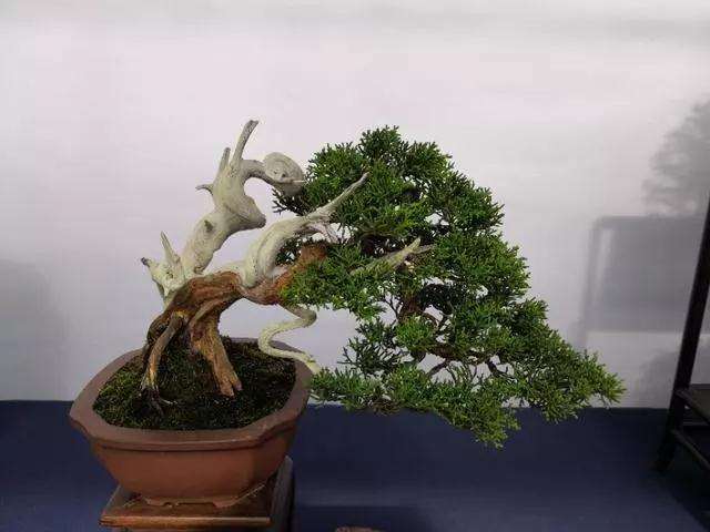 2019年国际盆景协会在昆明举办