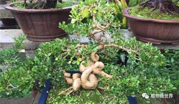 赏叶型黄杨盆景该怎么做才能叶色佳