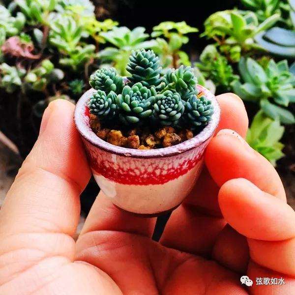 怎么制作微型多肉盆景植物