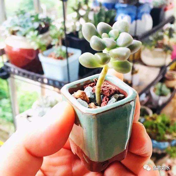 怎么制作微型多肉盆景植物