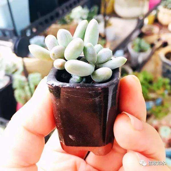 怎么制作微型多肉盆景植物