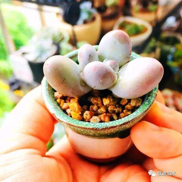 怎么制作微型多肉盆景植物